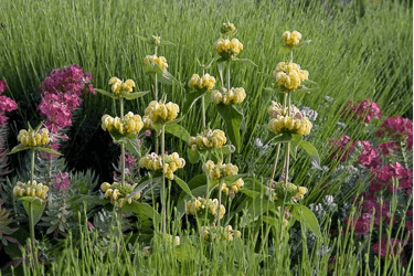 Des images de diff�rentes plantes